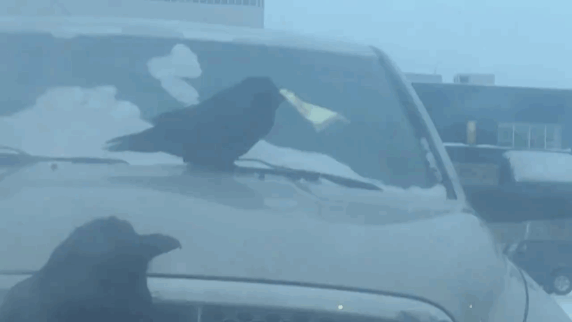 Raven Eats Parking Ticket, And Now People Can&#8217;t Figure Out What That Means According To The Law