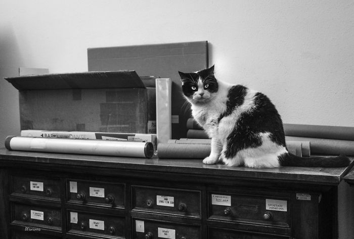 Cats At Work: I Captured Cats Living In People’s Working Places Cats At Work: I Captured Cats Living In People’s Working Places