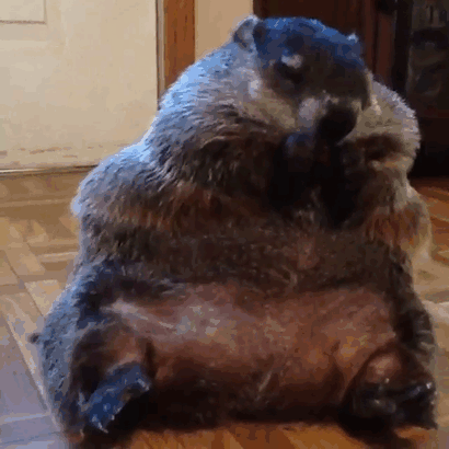 Blind Woodchuck Saved From Death In A Backyard Cannot Stop Snuggling With Its Rescuers Blind Woodchuck Saved From Death In A Backyard Cannot Stop Snuggling With Its Rescuers