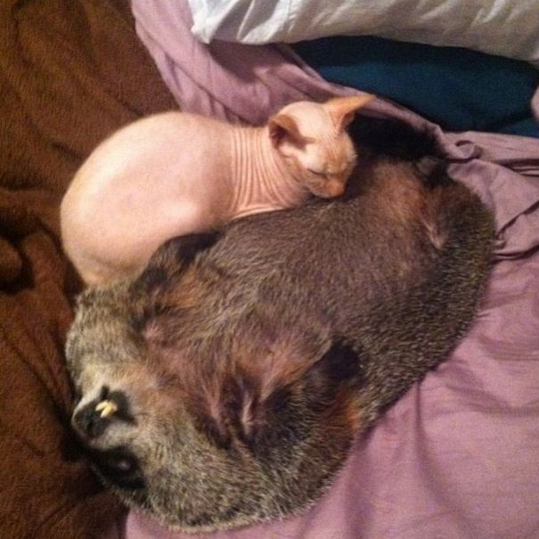 Blind Woodchuck Saved From Death In A Backyard Cannot Stop Snuggling With Its Rescuers Blind Woodchuck Saved From Death In A Backyard Cannot Stop Snuggling With Its Rescuers