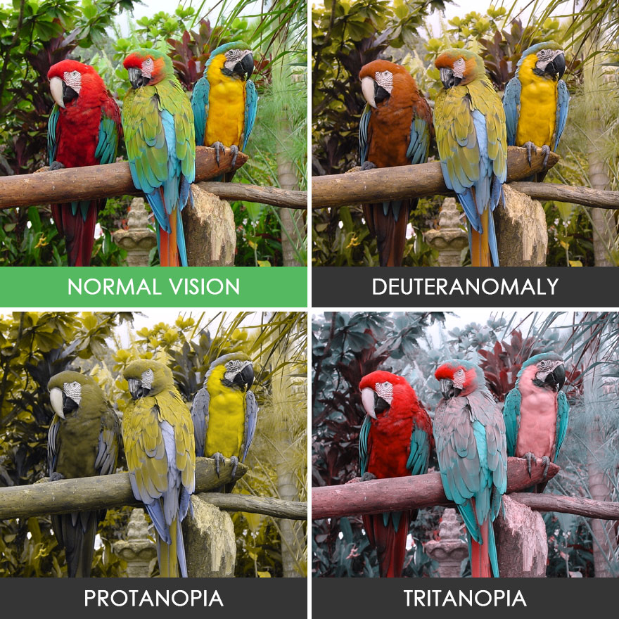 You’ll Be Amazed How People With Color Blindness See The World (57 Pics) You’ll Be Amazed How People With Color Blindness See The World (57 Pics)