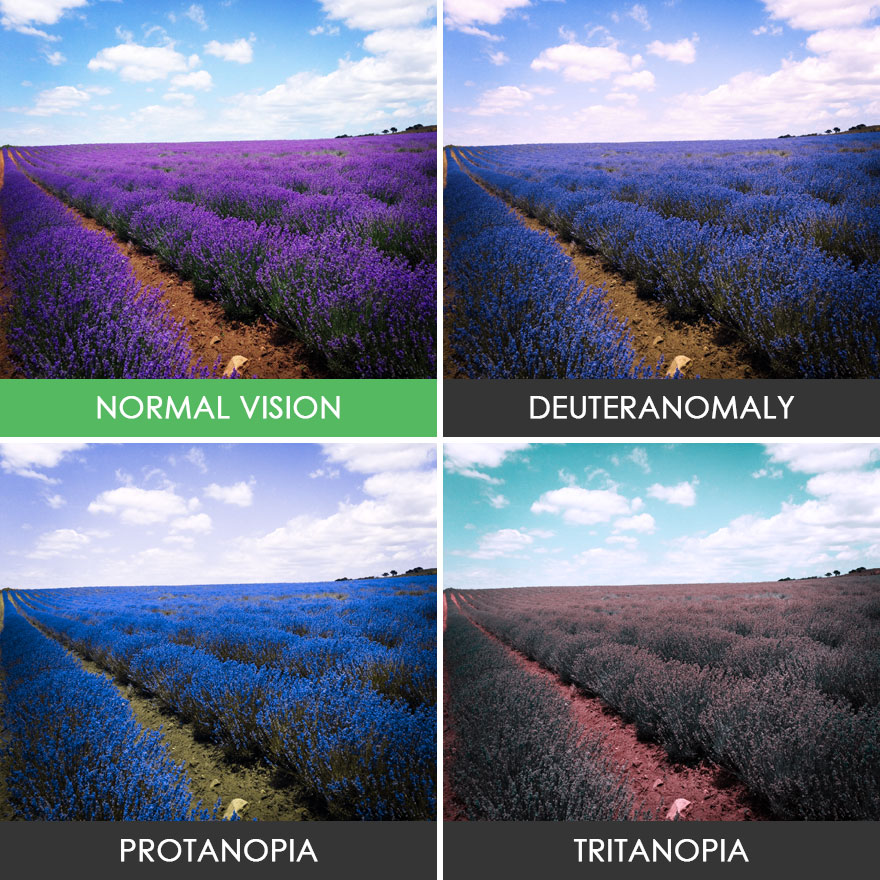 You’ll Be Amazed How People With Color Blindness See The World (57 Pics) You’ll Be Amazed How People With Color Blindness See The World (57 Pics)