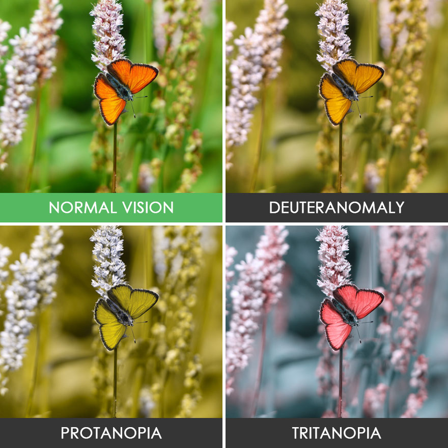 You’ll Be Amazed How People With Color Blindness See The World (57 Pics) You’ll Be Amazed How People With Color Blindness See The World (57 Pics)