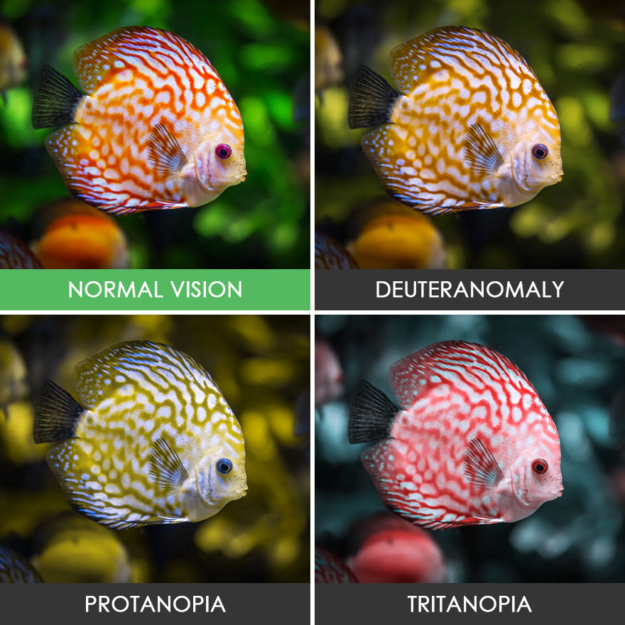 You’ll Be Amazed How People With Color Blindness See The World (57 Pics) You’ll Be Amazed How People With Color Blindness See The World (57 Pics)