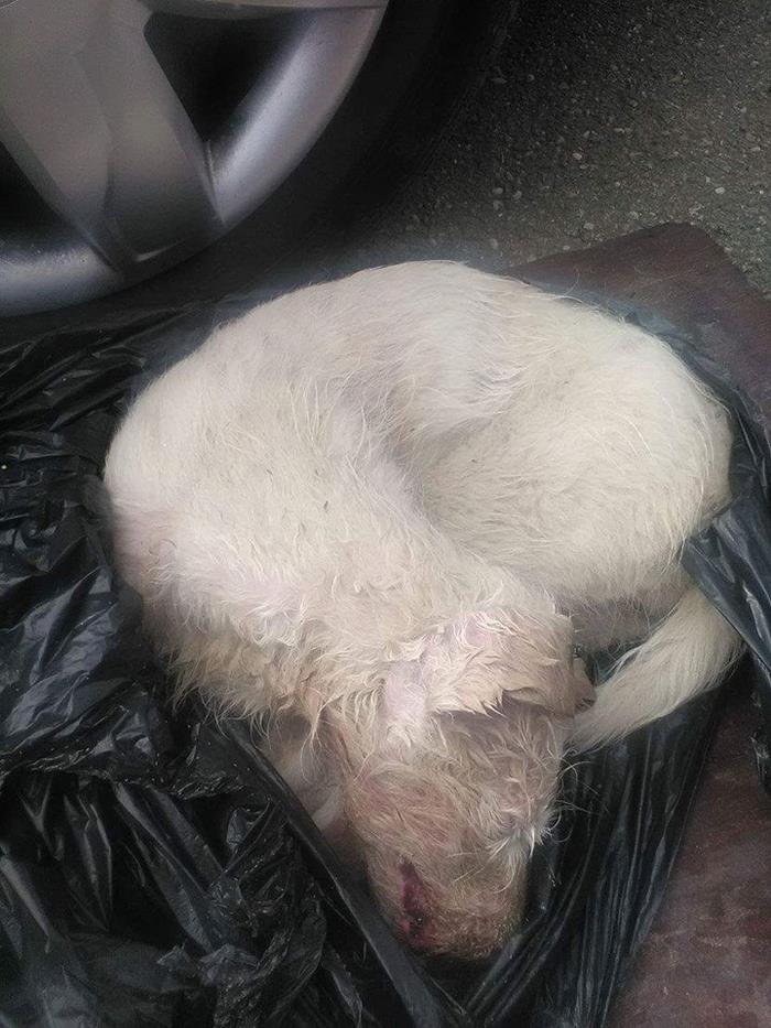 Puppy Found Tied In A Plastic Bag Was Going To Die, Until These People Stepped In
