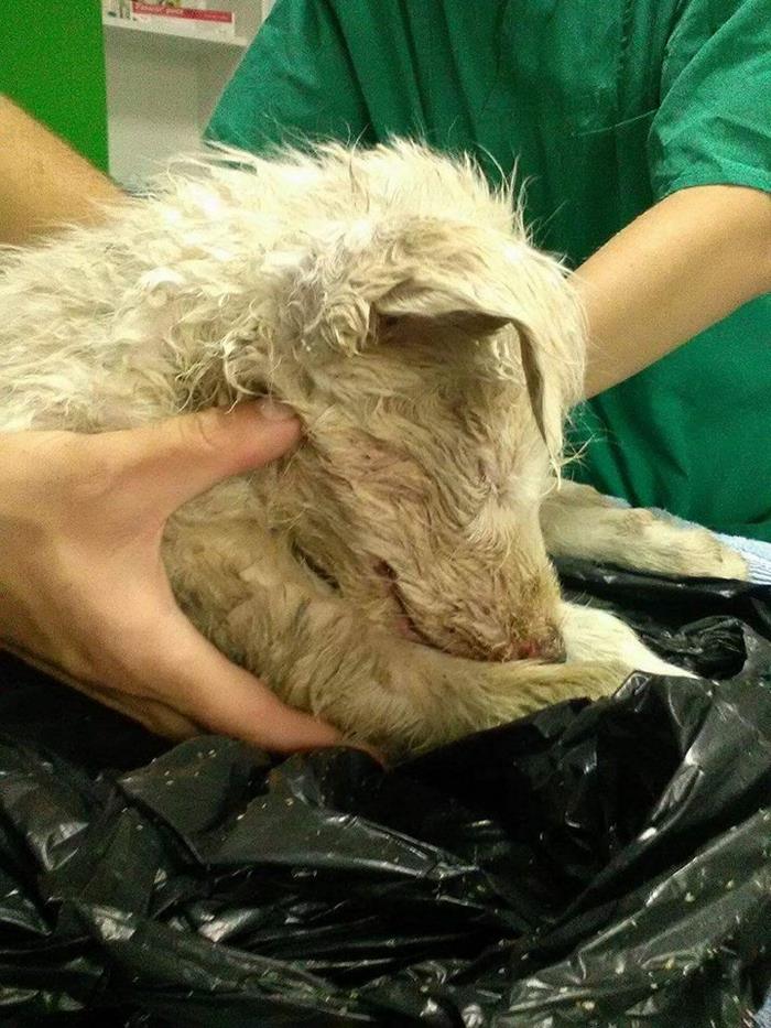 Puppy Found Tied In A Plastic Bag Was Going To Die, Until These People Stepped In