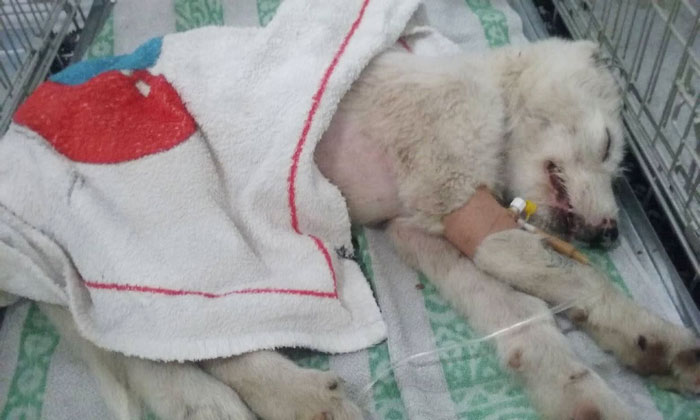 Puppy Found Tied In A Plastic Bag Was Going To Die, Until These People Stepped In