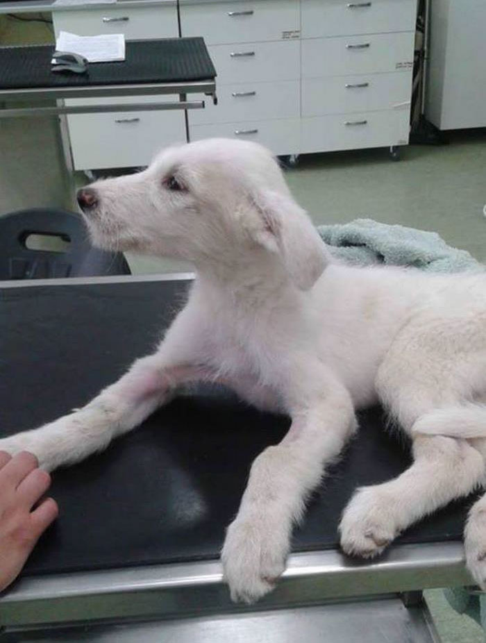 Puppy Found Tied In A Plastic Bag Was Going To Die, Until These People Stepped In