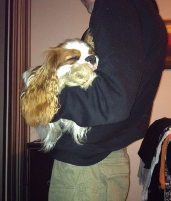 50 Dads Who Didn’t Want The Damn Dogs In Their Lives 50 Dads Who Didn’t Want The Damn Dogs In Their Lives