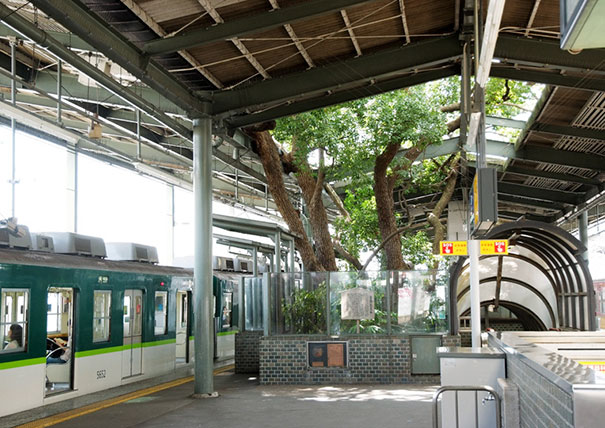 This Japanese Train Station Was Built Around A 700 Year Old Tree, And Here’s Why This Japanese Train Station Was Built Around A 700 Year Old Tree, And Here’s Why