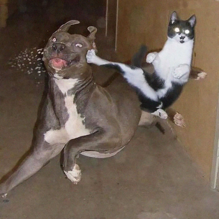 32 Ninja Cats That Have Mastered The Ancient Art Of Ninjutsu