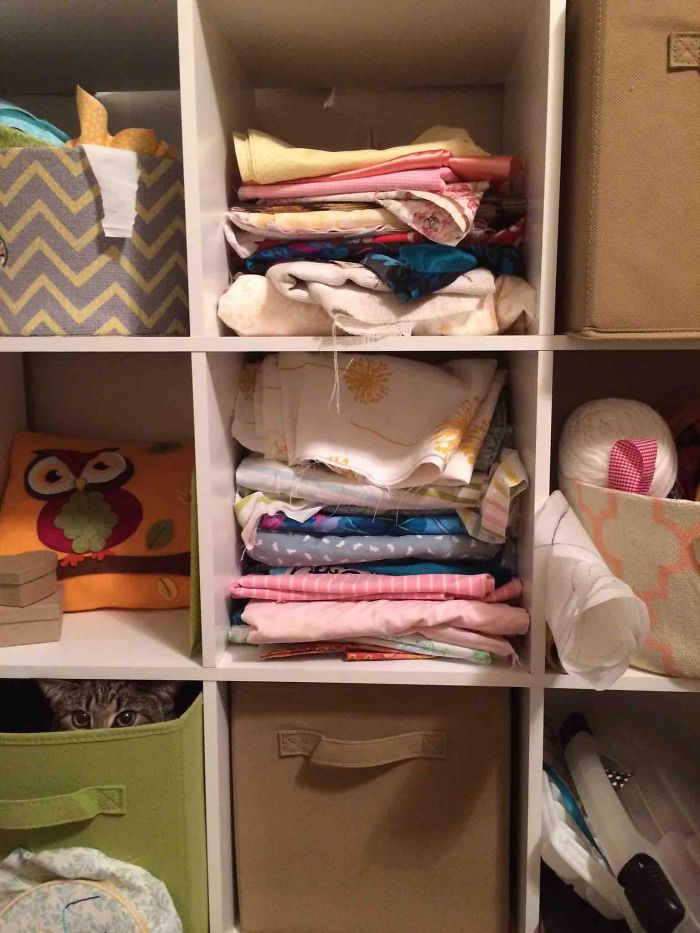 32 Ninja Cats That Have Mastered The Ancient Art Of Ninjutsu