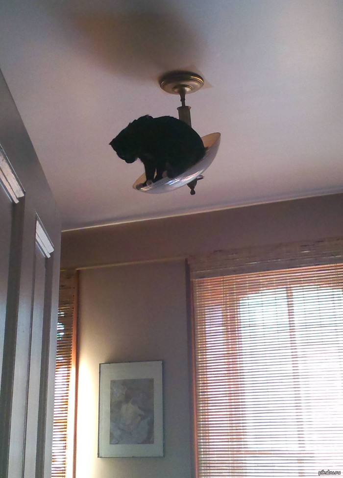 32 Ninja Cats That Have Mastered The Ancient Art Of Ninjutsu