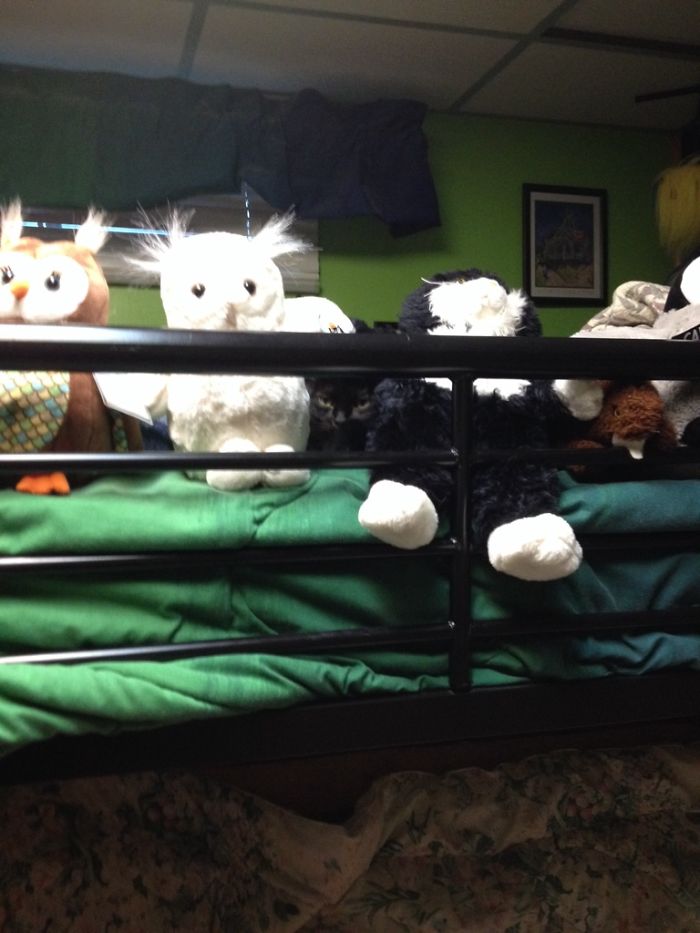 32 Ninja Cats That Have Mastered The Ancient Art Of Ninjutsu