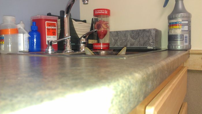 32 Ninja Cats That Have Mastered The Ancient Art Of Ninjutsu