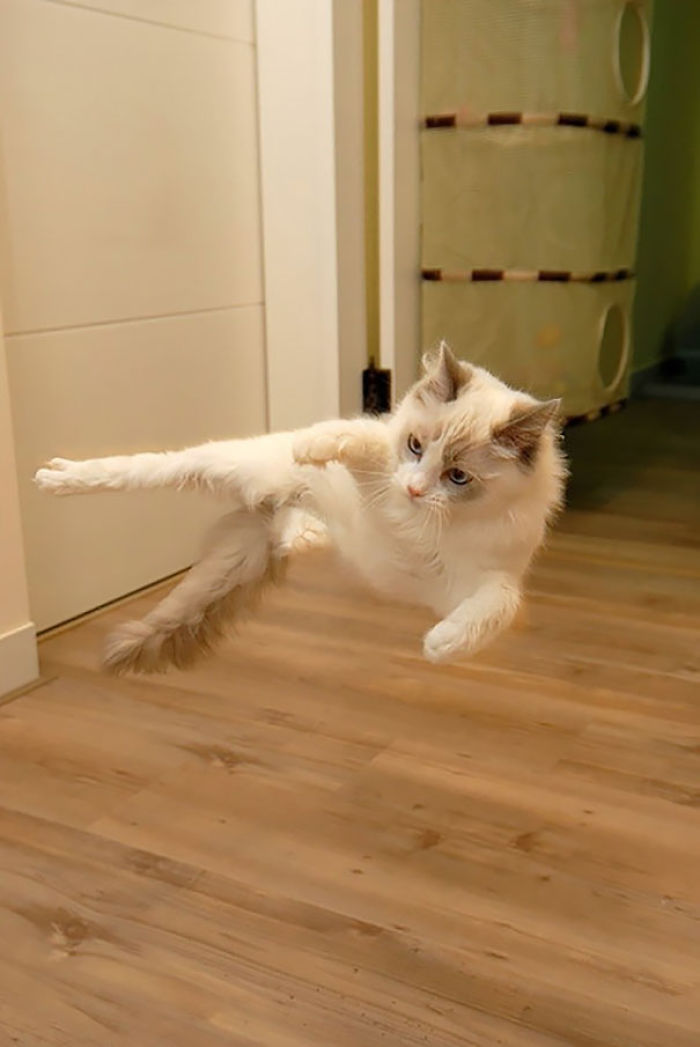 32 Ninja Cats That Have Mastered The Ancient Art Of Ninjutsu