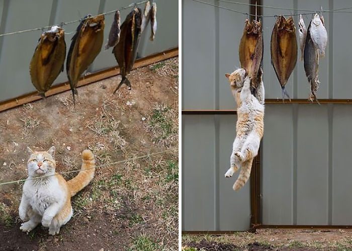 32 Ninja Cats That Have Mastered The Ancient Art Of Ninjutsu