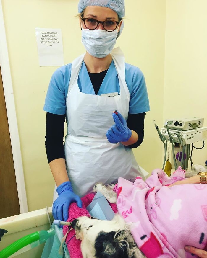 I Help All Creatures Great And Small I Help All Creatures Great And Small