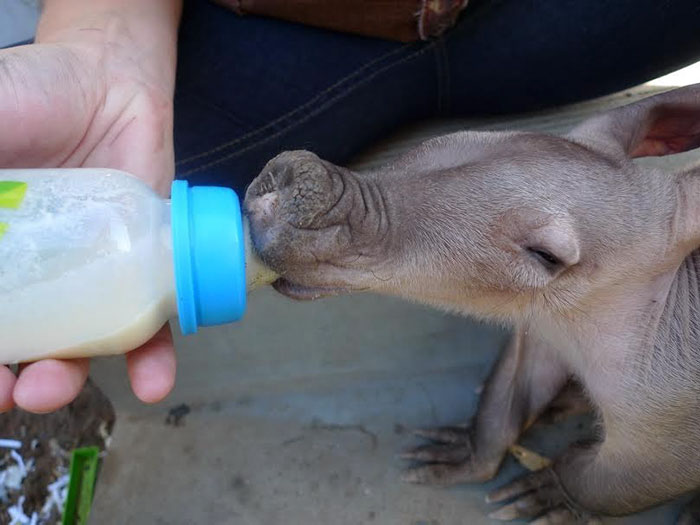 Truck Driver Checks His Tires, Finds An Orphaned Animal In Need Of Love And Care