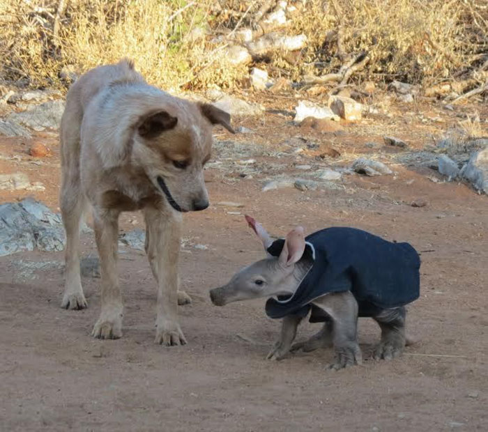 Truck Driver Checks His Tires, Finds An Orphaned Animal In Need Of Love And Care