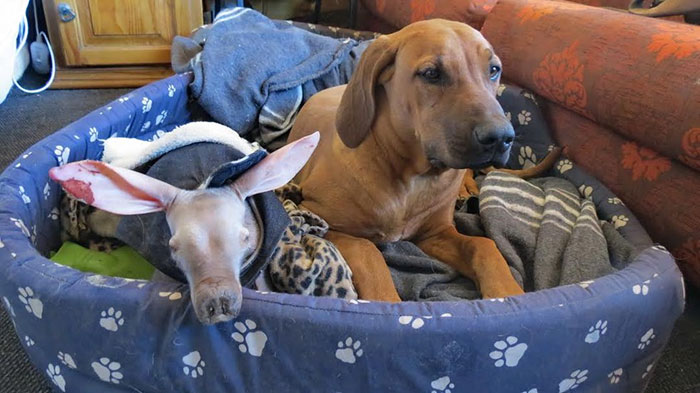 Truck Driver Checks His Tires, Finds An Orphaned Animal In Need Of Love And Care