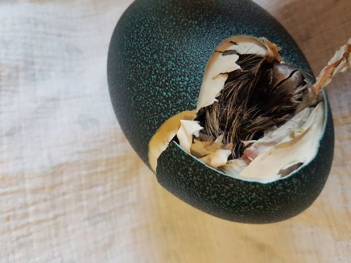 This Woman Bought An Egg On eBay For $30, Now She Has An Exotic Bird