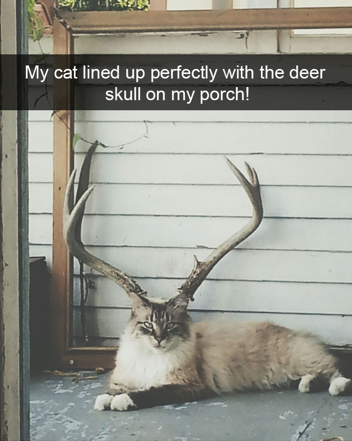 175 Hilarious Animal Snapchats Guaranteed To Make You Laugh Out Loud 175 Hilarious Animal Snapchats Guaranteed To Make You Laugh Out Loud