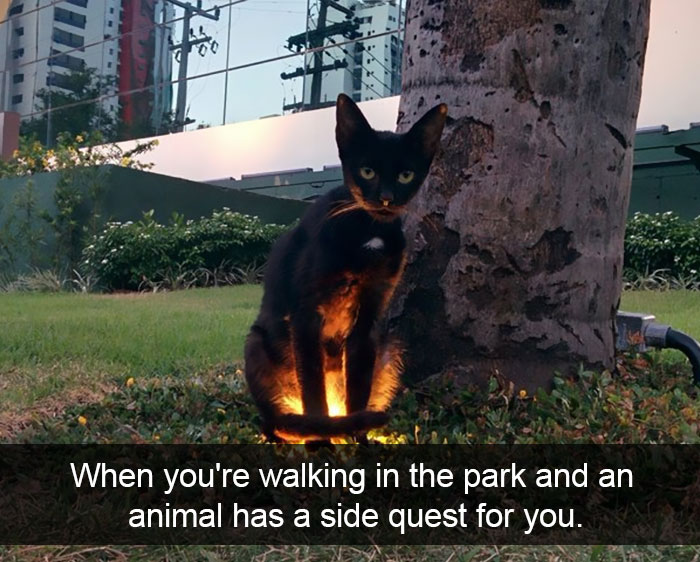 175 Hilarious Animal Snapchats Guaranteed To Make You Laugh Out Loud 175 Hilarious Animal Snapchats Guaranteed To Make You Laugh Out Loud