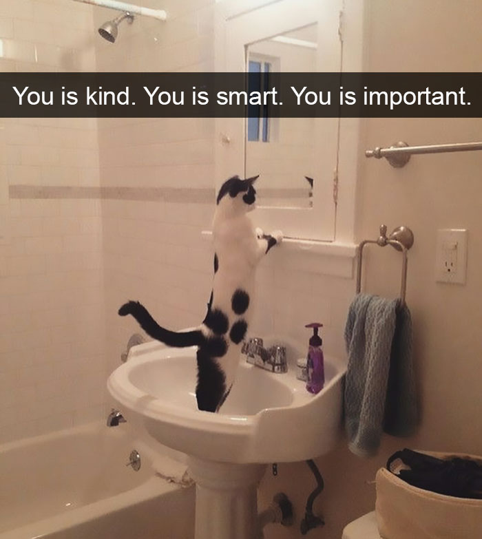 175 Hilarious Animal Snapchats Guaranteed To Make You Laugh Out Loud 175 Hilarious Animal Snapchats Guaranteed To Make You Laugh Out Loud