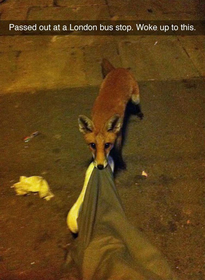 175 Hilarious Animal Snapchats Guaranteed To Make You Laugh Out Loud 175 Hilarious Animal Snapchats Guaranteed To Make You Laugh Out Loud