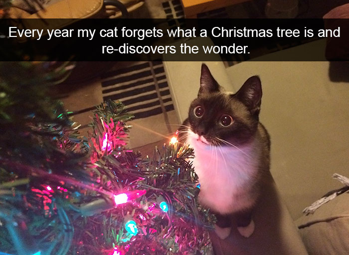 175 Hilarious Animal Snapchats Guaranteed To Make You Laugh Out Loud 175 Hilarious Animal Snapchats Guaranteed To Make You Laugh Out Loud