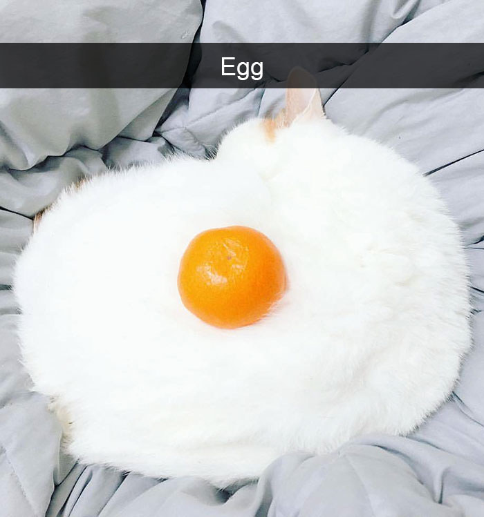 175 Hilarious Animal Snapchats Guaranteed To Make You Laugh Out Loud 175 Hilarious Animal Snapchats Guaranteed To Make You Laugh Out Loud