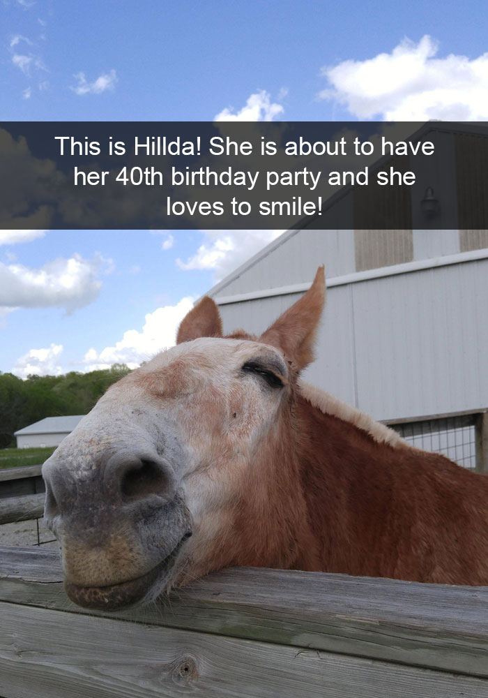 175 Hilarious Animal Snapchats Guaranteed To Make You Laugh Out Loud 175 Hilarious Animal Snapchats Guaranteed To Make You Laugh Out Loud