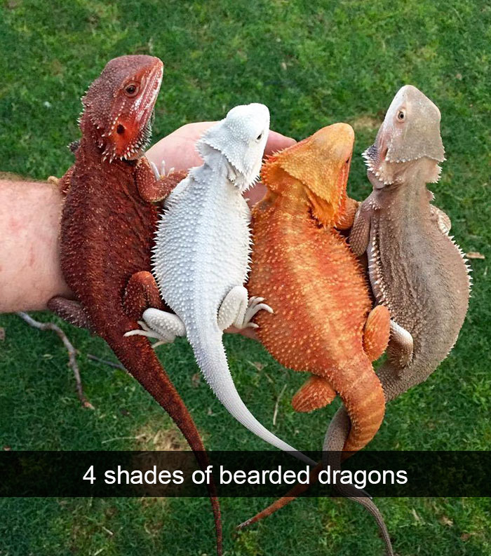 175 Hilarious Animal Snapchats Guaranteed To Make You Laugh Out Loud 175 Hilarious Animal Snapchats Guaranteed To Make You Laugh Out Loud