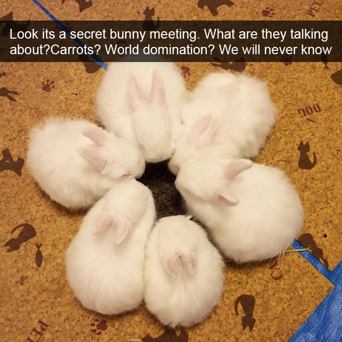 175 Hilarious Animal Snapchats Guaranteed To Make You Laugh Out Loud 175 Hilarious Animal Snapchats Guaranteed To Make You Laugh Out Loud