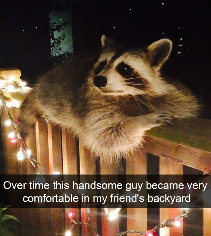 175 Hilarious Animal Snapchats Guaranteed To Make You Laugh Out Loud 175 Hilarious Animal Snapchats Guaranteed To Make You Laugh Out Loud