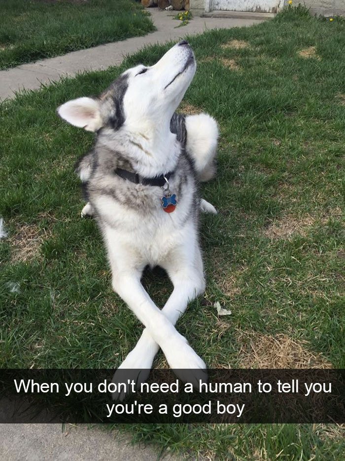 175 Hilarious Animal Snapchats Guaranteed To Make You Laugh Out Loud 175 Hilarious Animal Snapchats Guaranteed To Make You Laugh Out Loud