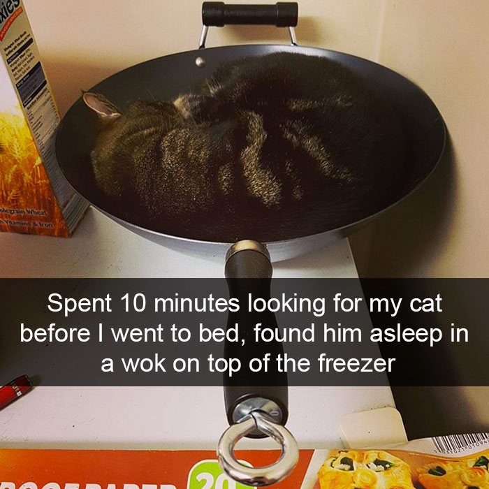 175 Hilarious Animal Snapchats Guaranteed To Make You Laugh Out Loud 175 Hilarious Animal Snapchats Guaranteed To Make You Laugh Out Loud
