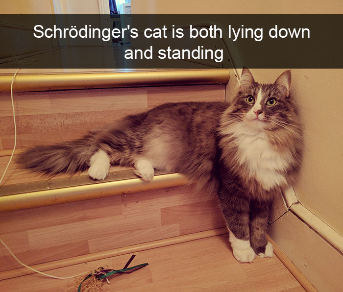 175 Hilarious Animal Snapchats Guaranteed To Make You Laugh Out Loud 175 Hilarious Animal Snapchats Guaranteed To Make You Laugh Out Loud