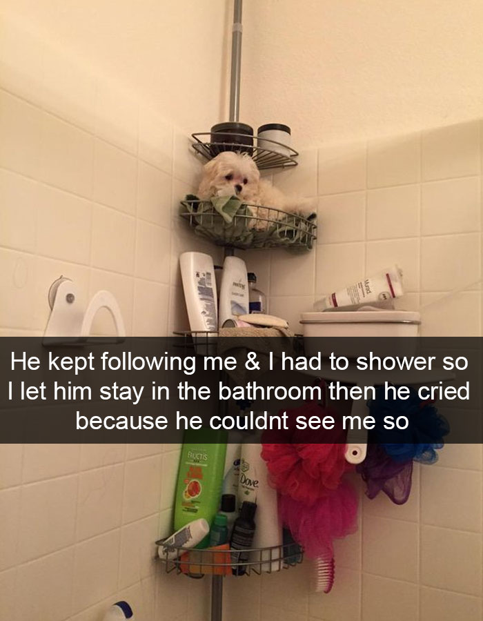 175 Hilarious Animal Snapchats Guaranteed To Make You Laugh Out Loud 175 Hilarious Animal Snapchats Guaranteed To Make You Laugh Out Loud