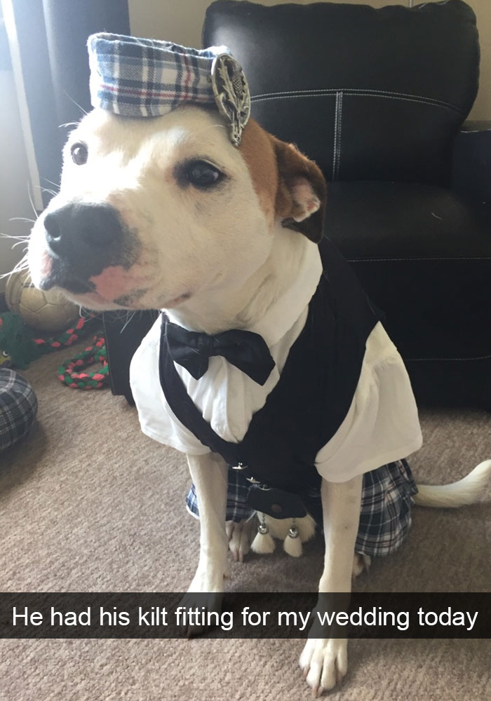 175 Hilarious Animal Snapchats Guaranteed To Make You Laugh Out Loud 175 Hilarious Animal Snapchats Guaranteed To Make You Laugh Out Loud