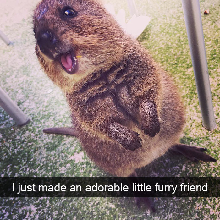 175 Hilarious Animal Snapchats Guaranteed To Make You Laugh Out Loud 175 Hilarious Animal Snapchats Guaranteed To Make You Laugh Out Loud