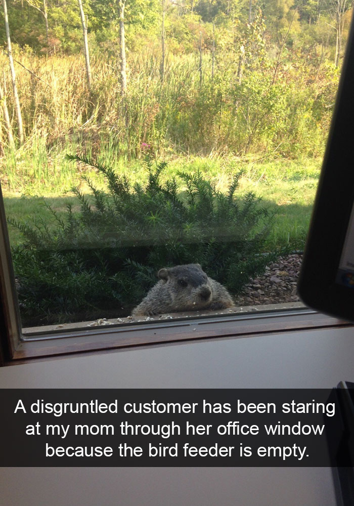 175 Hilarious Animal Snapchats Guaranteed To Make You Laugh Out Loud 175 Hilarious Animal Snapchats Guaranteed To Make You Laugh Out Loud