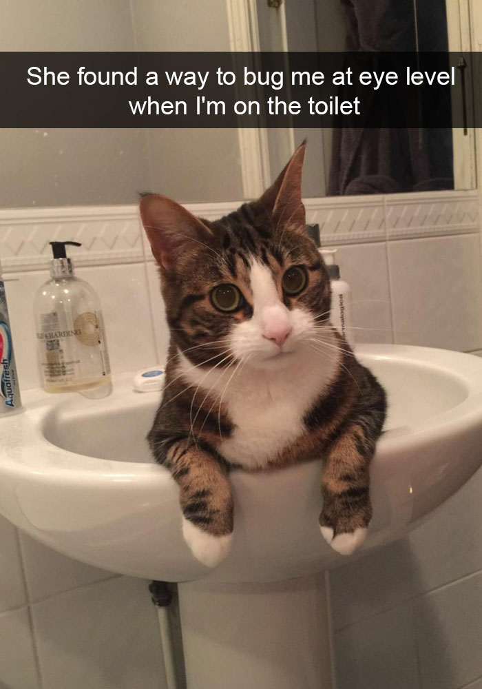 175 Hilarious Animal Snapchats Guaranteed To Make You Laugh Out Loud 175 Hilarious Animal Snapchats Guaranteed To Make You Laugh Out Loud
