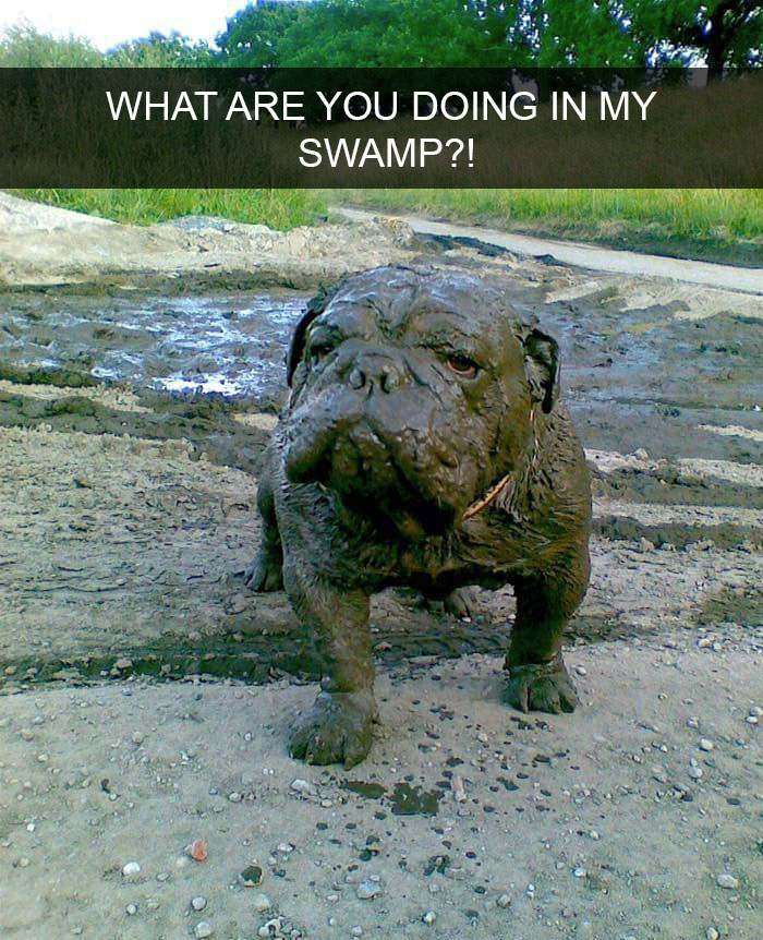 175 Hilarious Animal Snapchats Guaranteed To Make You Laugh Out Loud 175 Hilarious Animal Snapchats Guaranteed To Make You Laugh Out Loud