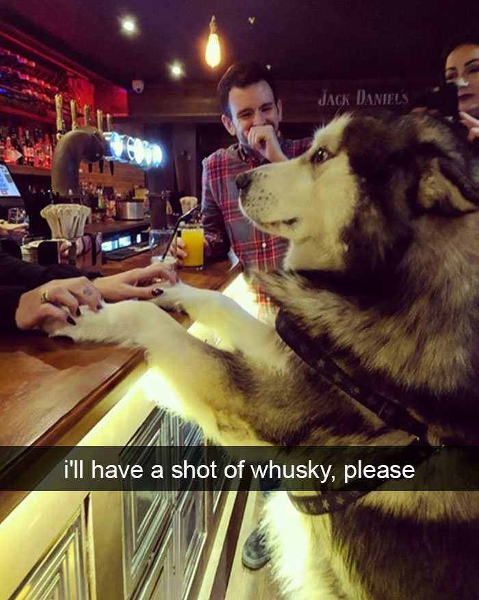 175 Hilarious Animal Snapchats Guaranteed To Make You Laugh Out Loud 175 Hilarious Animal Snapchats Guaranteed To Make You Laugh Out Loud