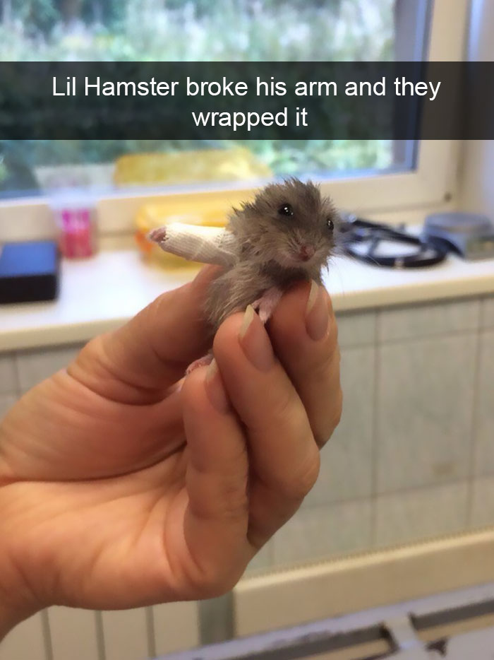 175 Hilarious Animal Snapchats Guaranteed To Make You Laugh Out Loud 175 Hilarious Animal Snapchats Guaranteed To Make You Laugh Out Loud