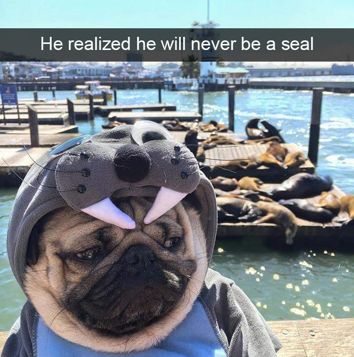 175 Hilarious Animal Snapchats Guaranteed To Make You Laugh Out Loud 175 Hilarious Animal Snapchats Guaranteed To Make You Laugh Out Loud