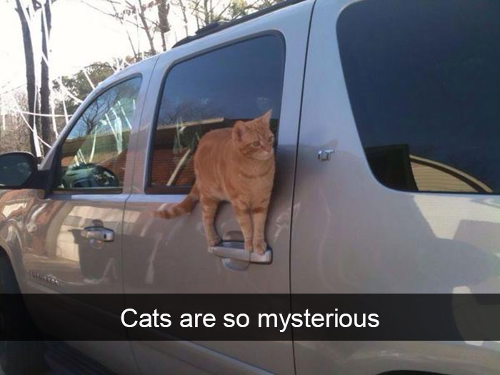 175 Hilarious Animal Snapchats Guaranteed To Make You Laugh Out Loud 175 Hilarious Animal Snapchats Guaranteed To Make You Laugh Out Loud