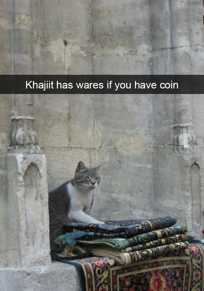 175 Hilarious Animal Snapchats Guaranteed To Make You Laugh Out Loud 175 Hilarious Animal Snapchats Guaranteed To Make You Laugh Out Loud